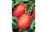 Рио Фуего - томат детерминантный, Lark Seeds (Ларк Сидс), США фото, цена